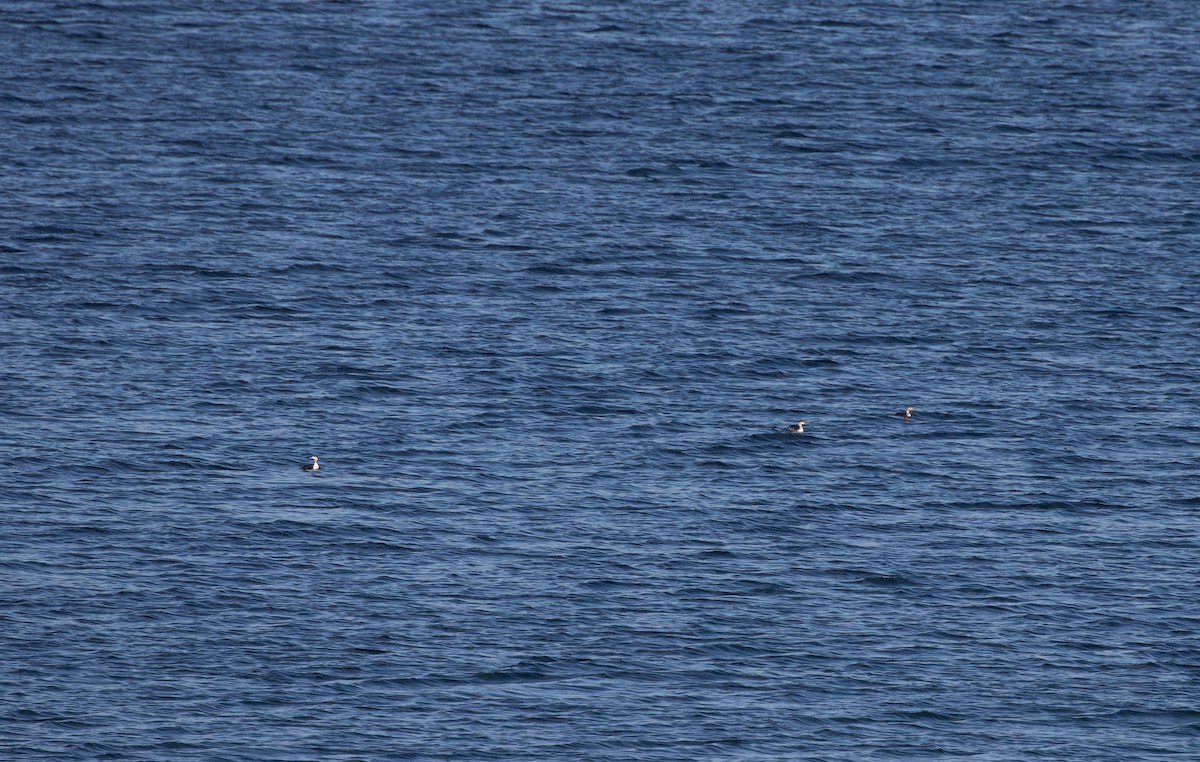 Horned Grebe - ML645112615