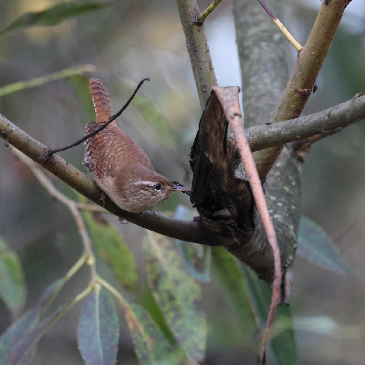 střízlík obecný - ML645112620