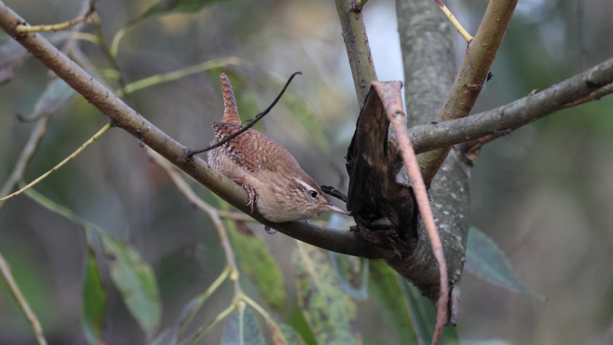 střízlík obecný - ML645112621