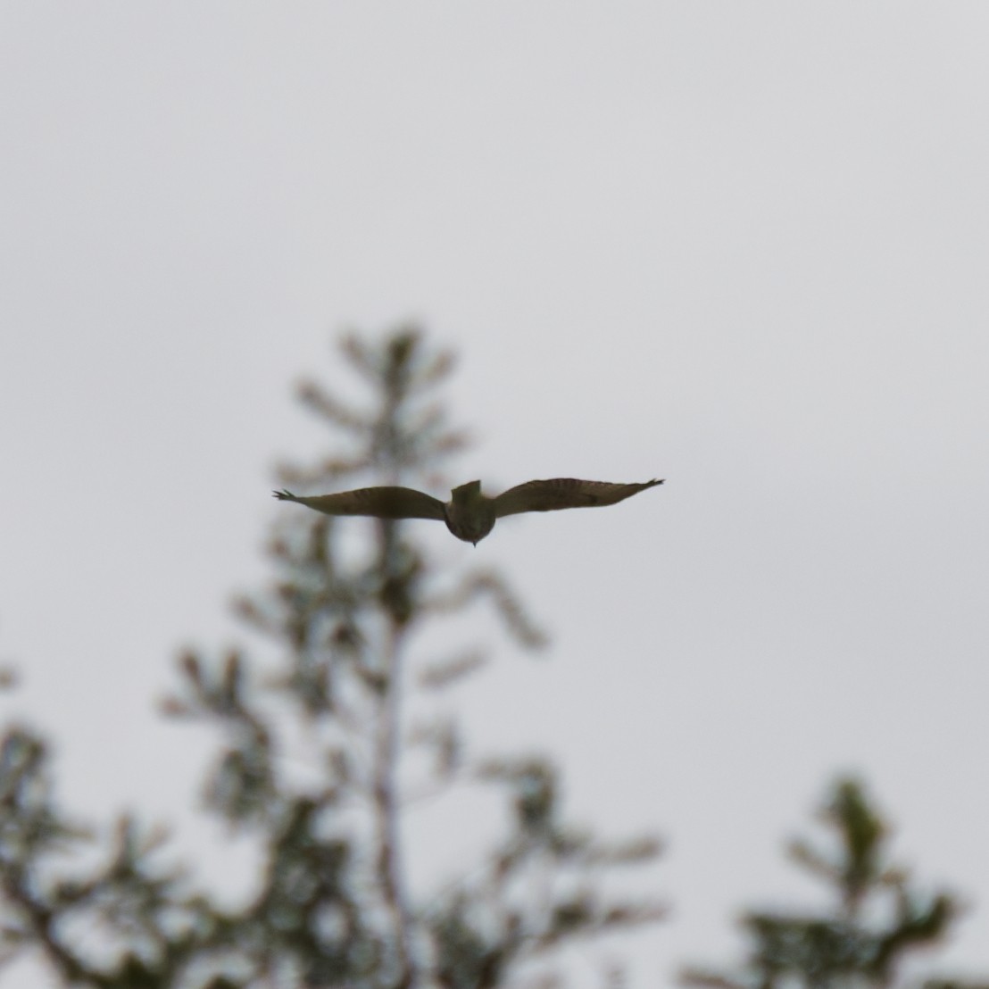 タカ科 - ML645112634