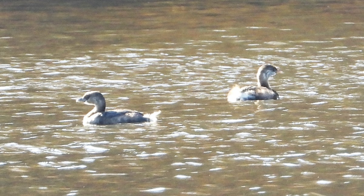 Pied-billed Grebe - ML645112660