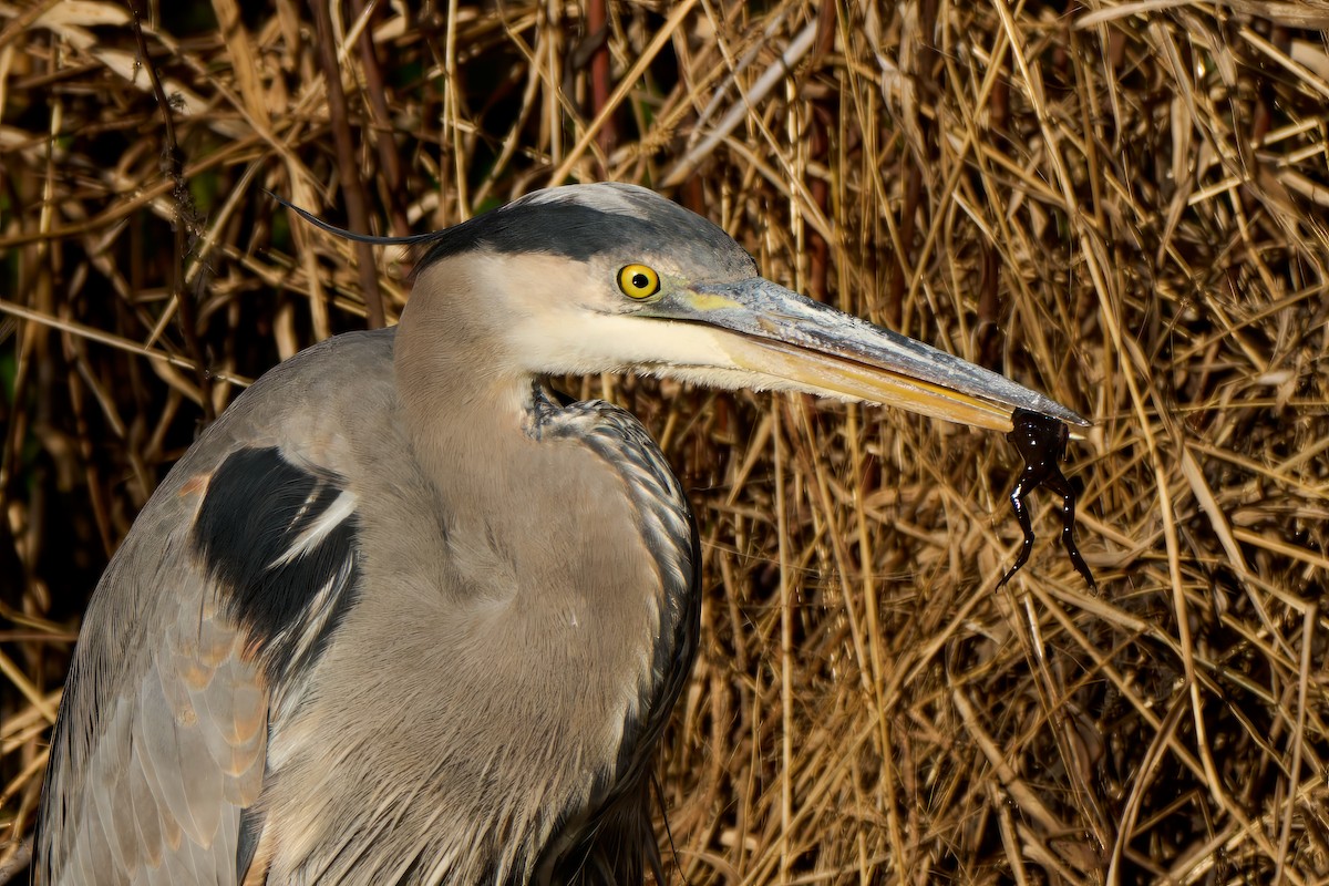 Great Blue Heron - ML645112667