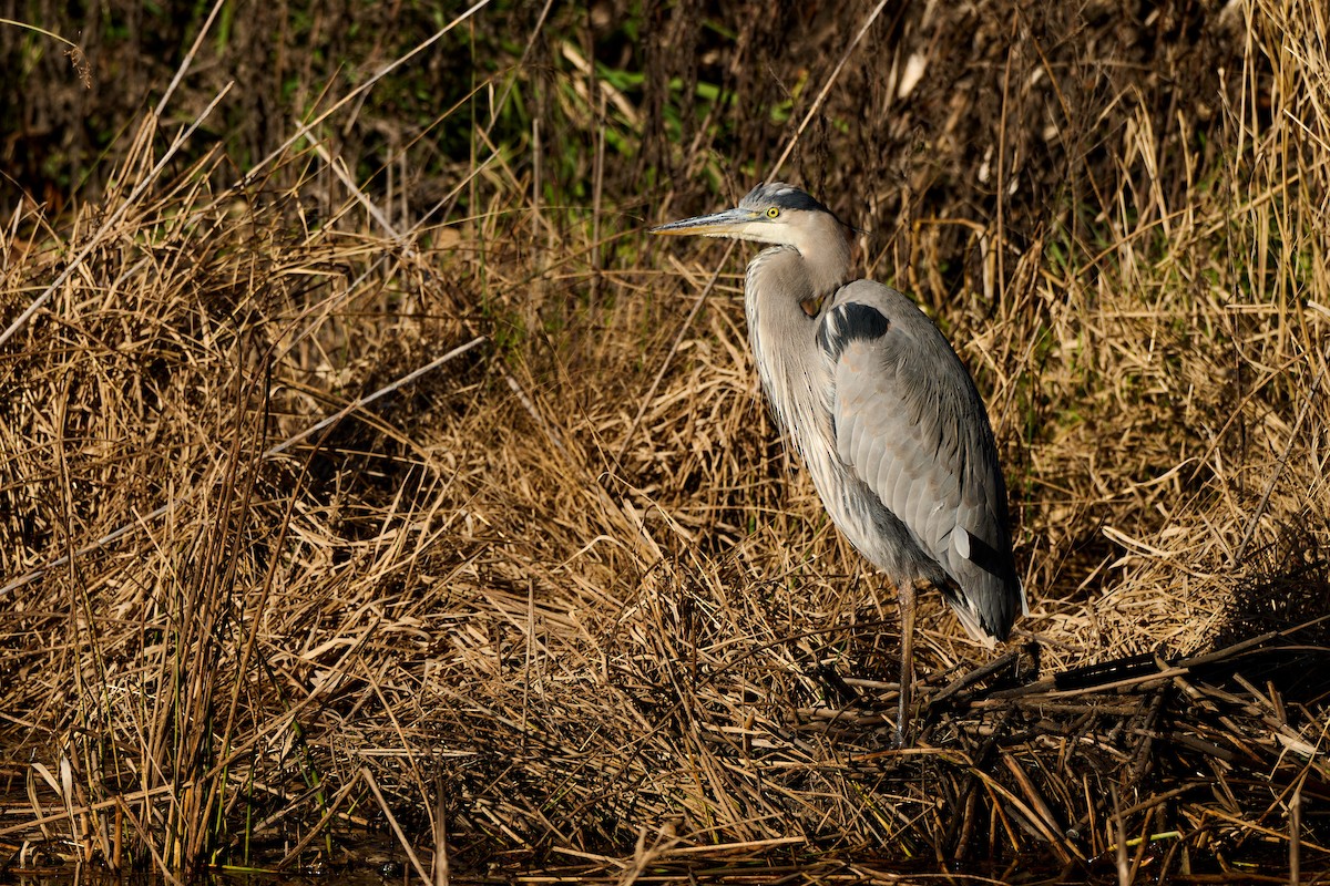 Great Blue Heron - ML645112668