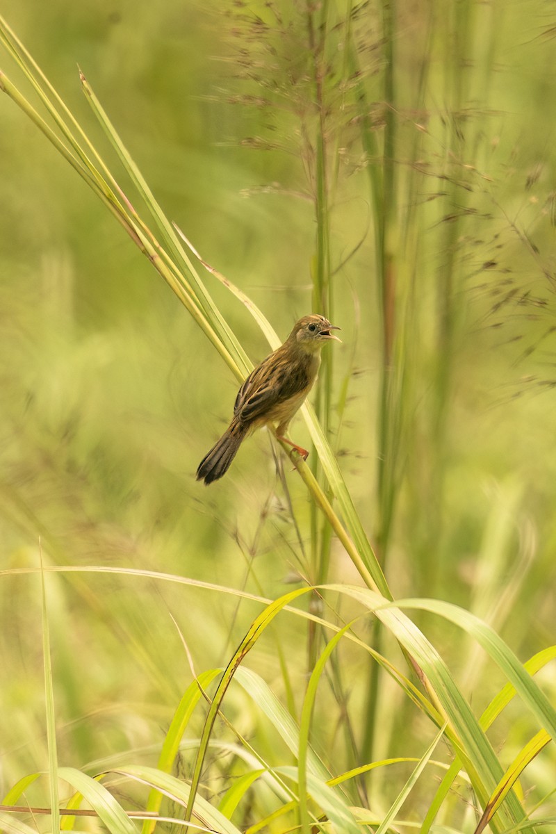 Golden-headed Cisticola - ML645112672