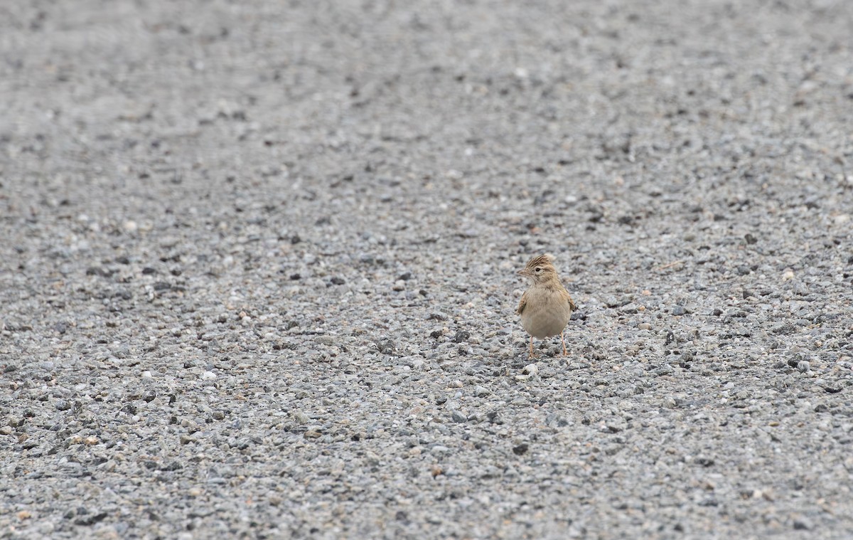 Greater Short-toed Lark - ML645112678