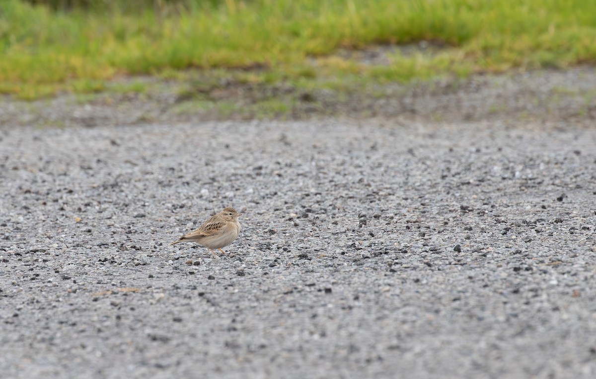 Greater Short-toed Lark - ML645112679
