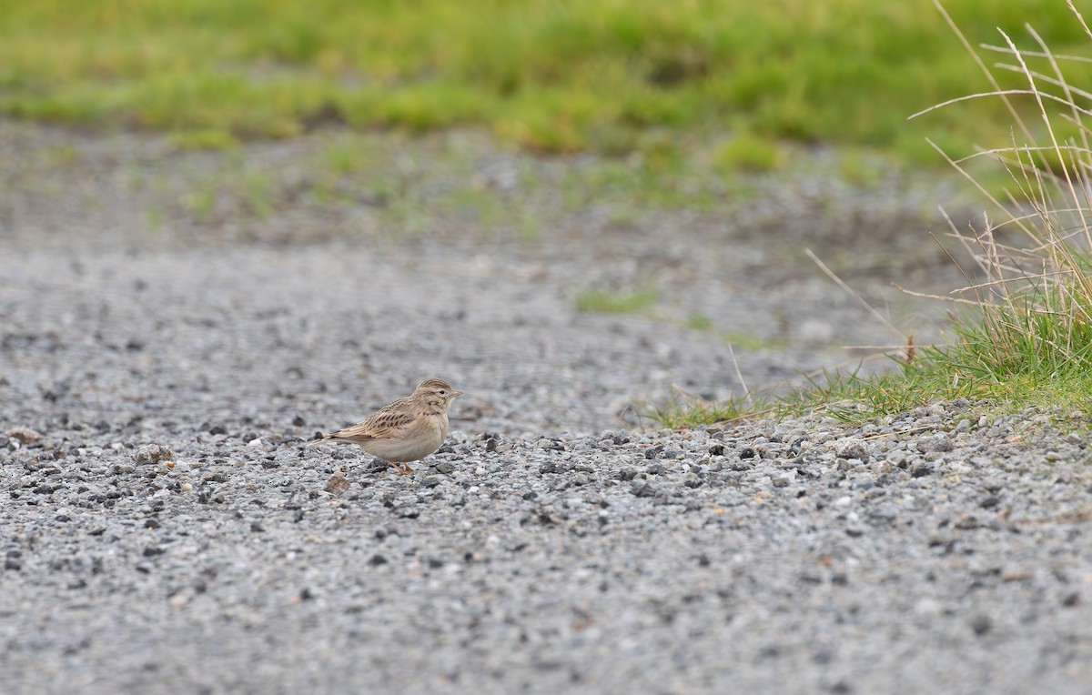 Greater Short-toed Lark - ML645112680