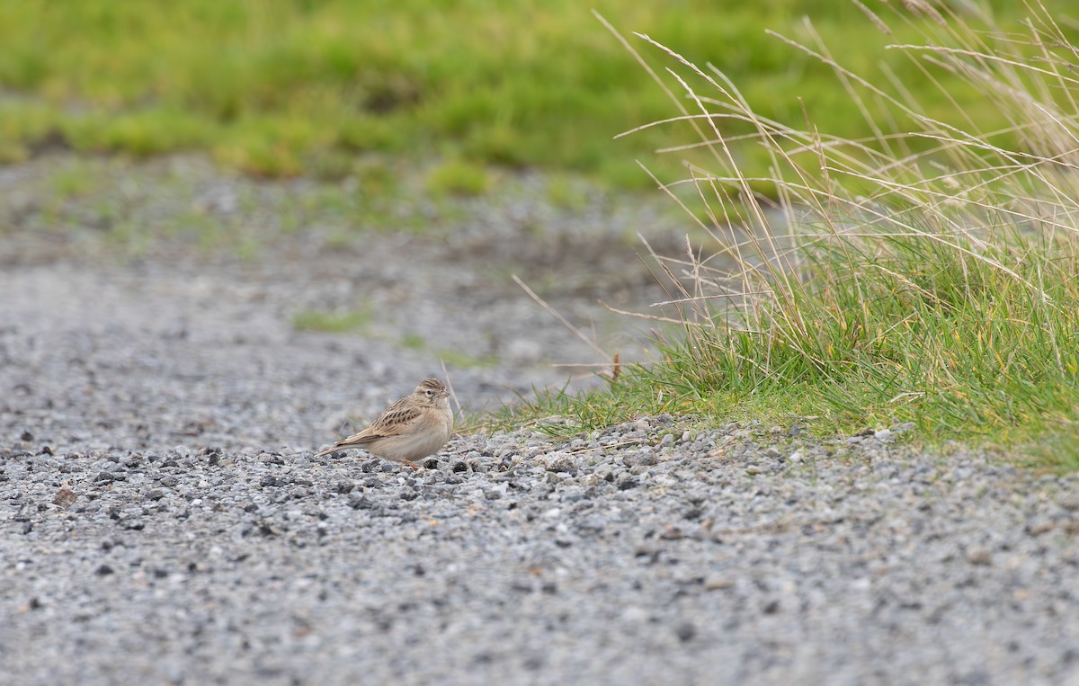 Greater Short-toed Lark - ML645112681