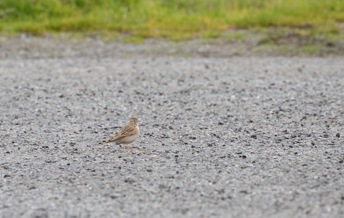 Greater Short-toed Lark - ML645112682