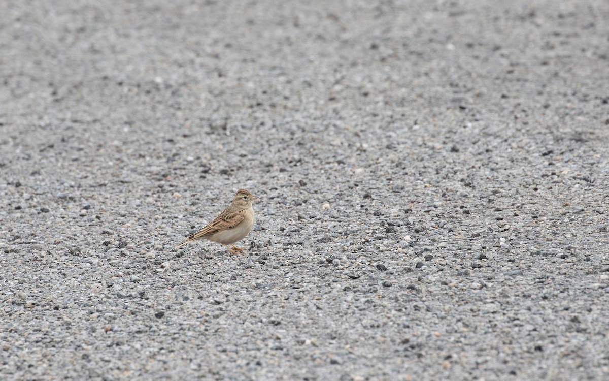 Greater Short-toed Lark - ML645112683