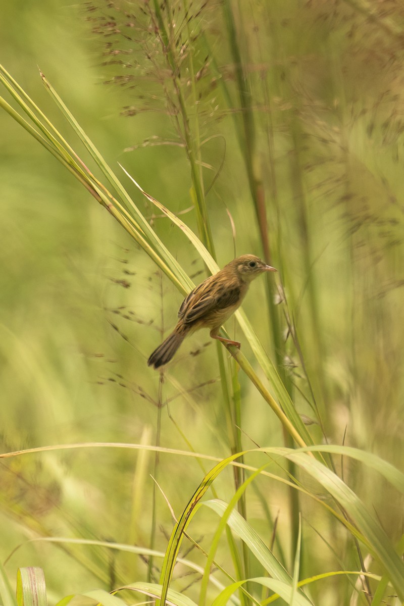 Golden-headed Cisticola - ML645112685