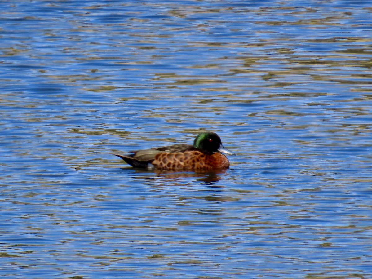 Chestnut Teal - ML645112688