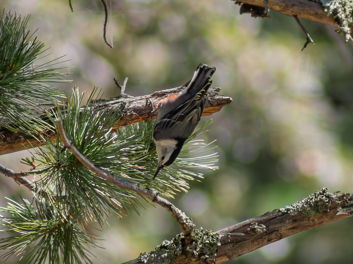 White-breasted Nuthatch - ML645112691