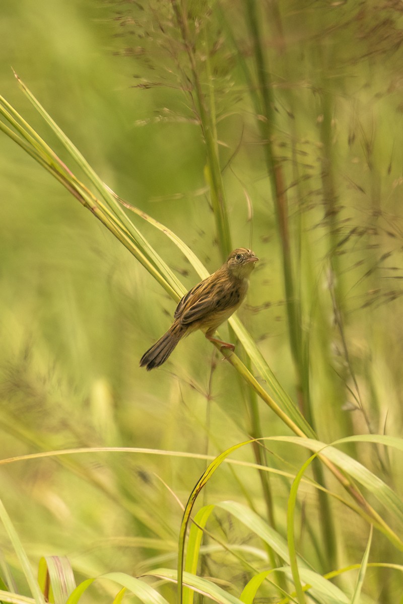 Golden-headed Cisticola - ML645112696