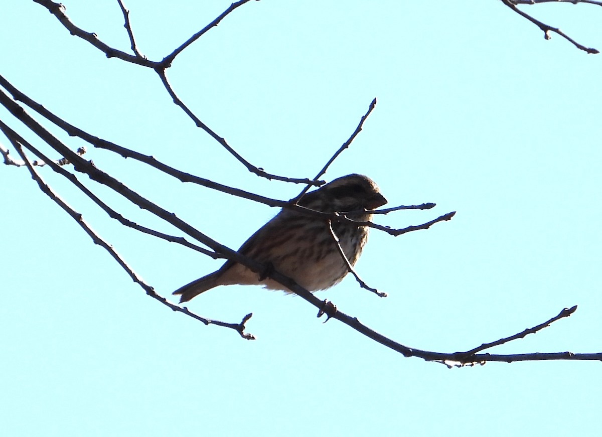Purple Finch (Eastern) - ML645112698