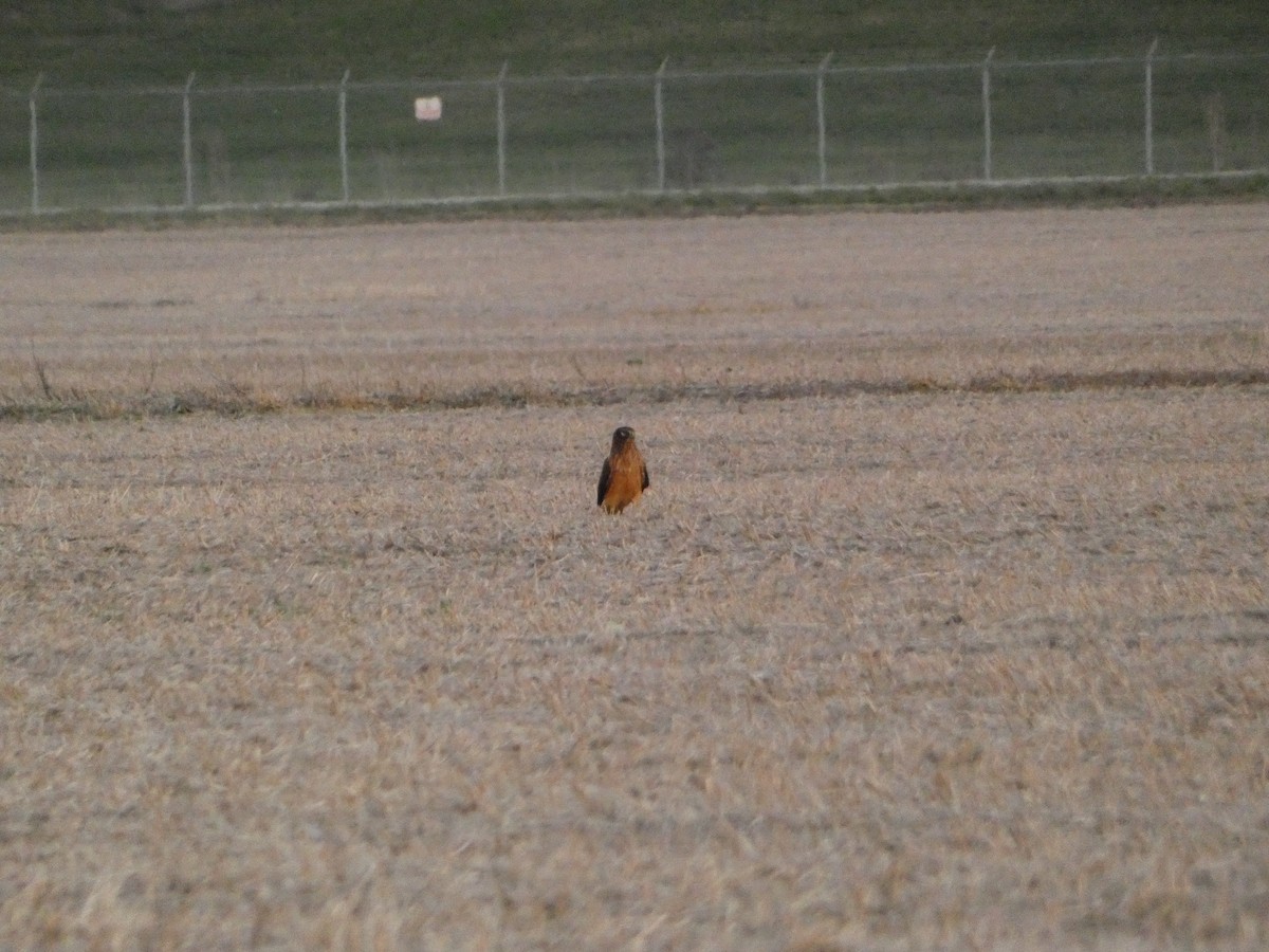 moták severoamerický - ML645112701