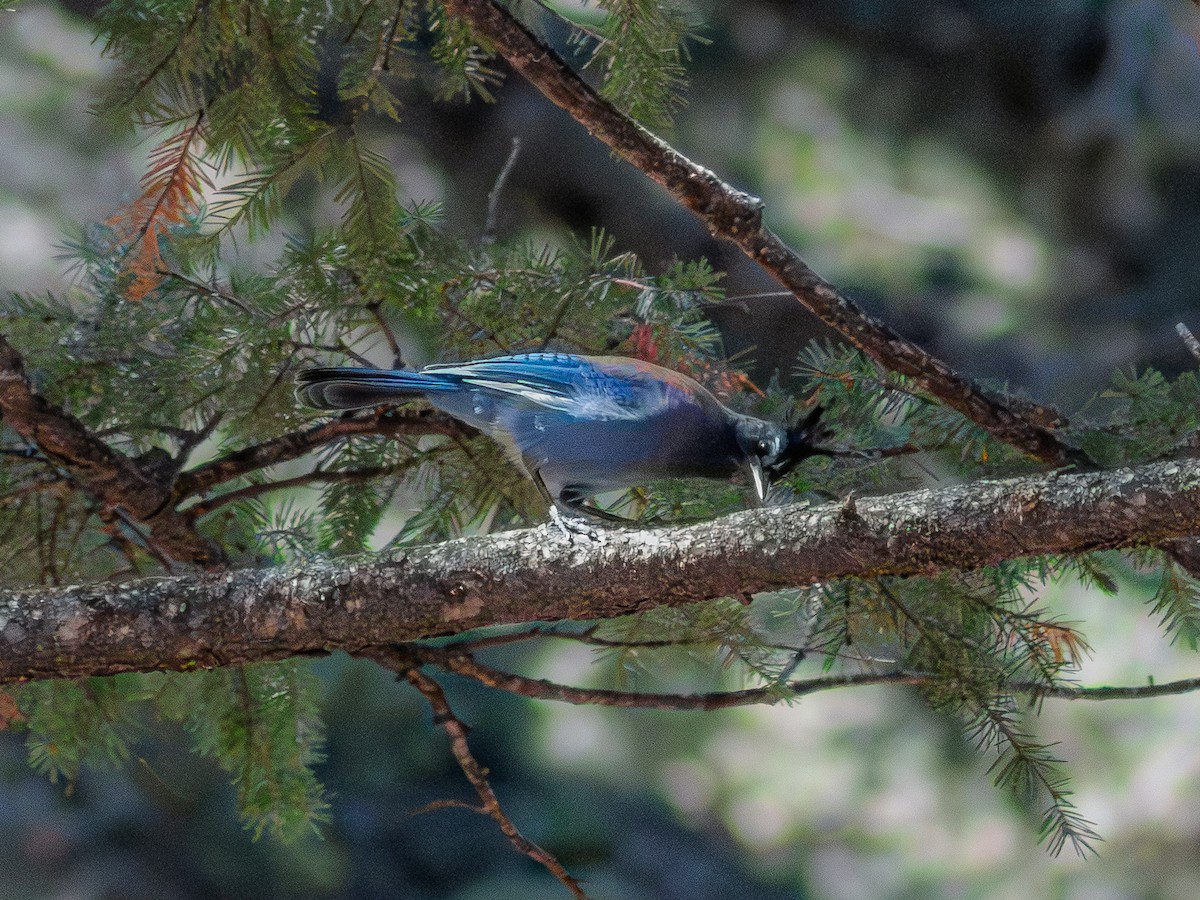 Стеллерова сойка - ML645112711