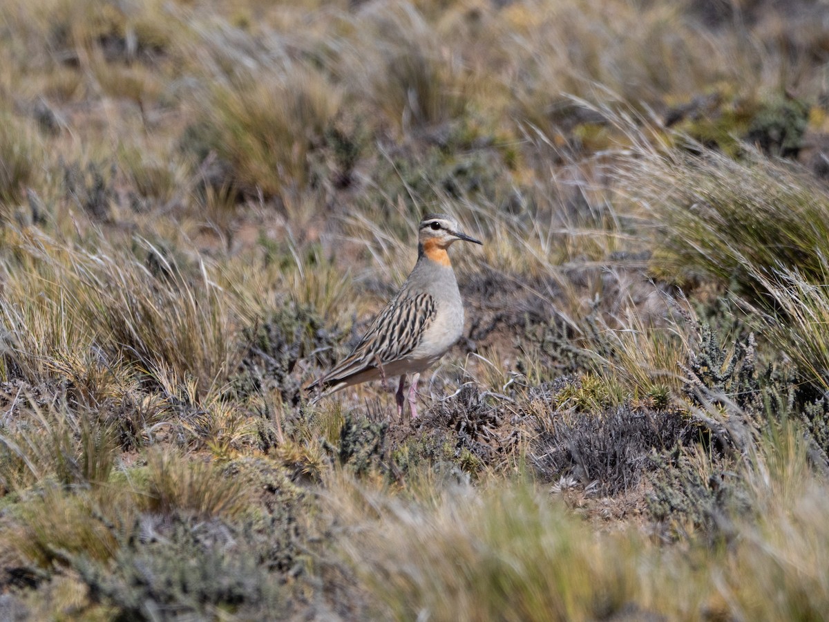 Tawny-throated Dotterel - ML645112714