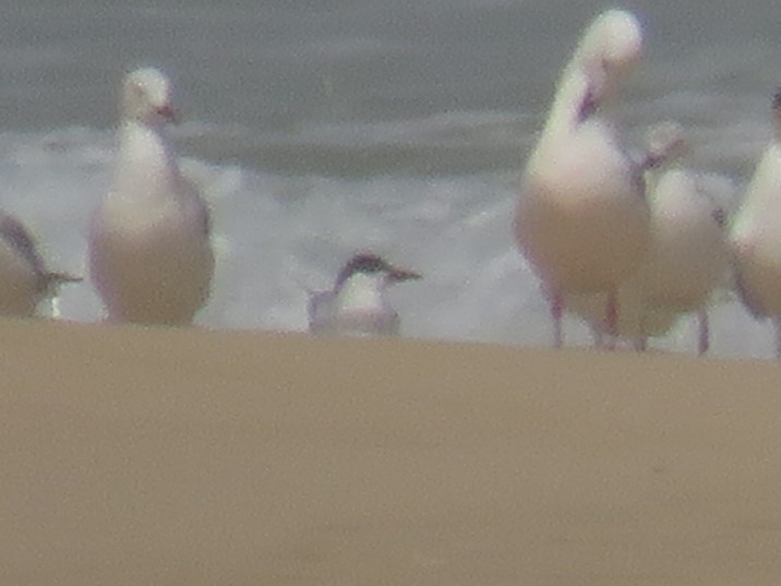 Common Tern - ML645112716