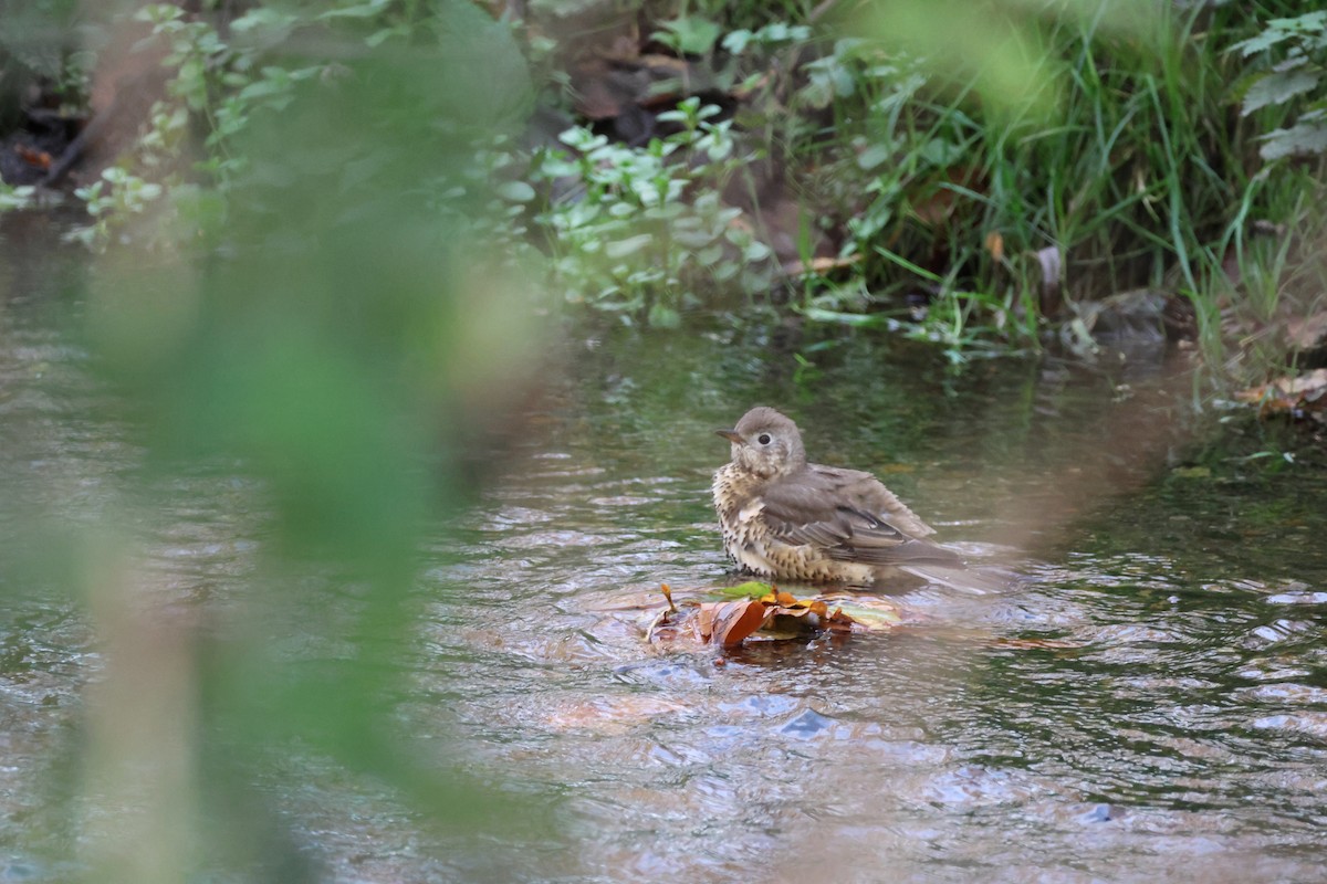 槲鶇 - ML645112720