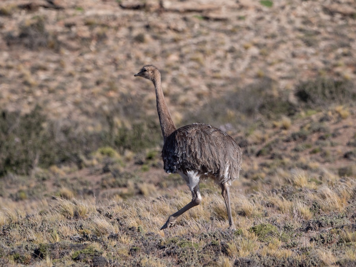 Lesser Rhea - ML645112723