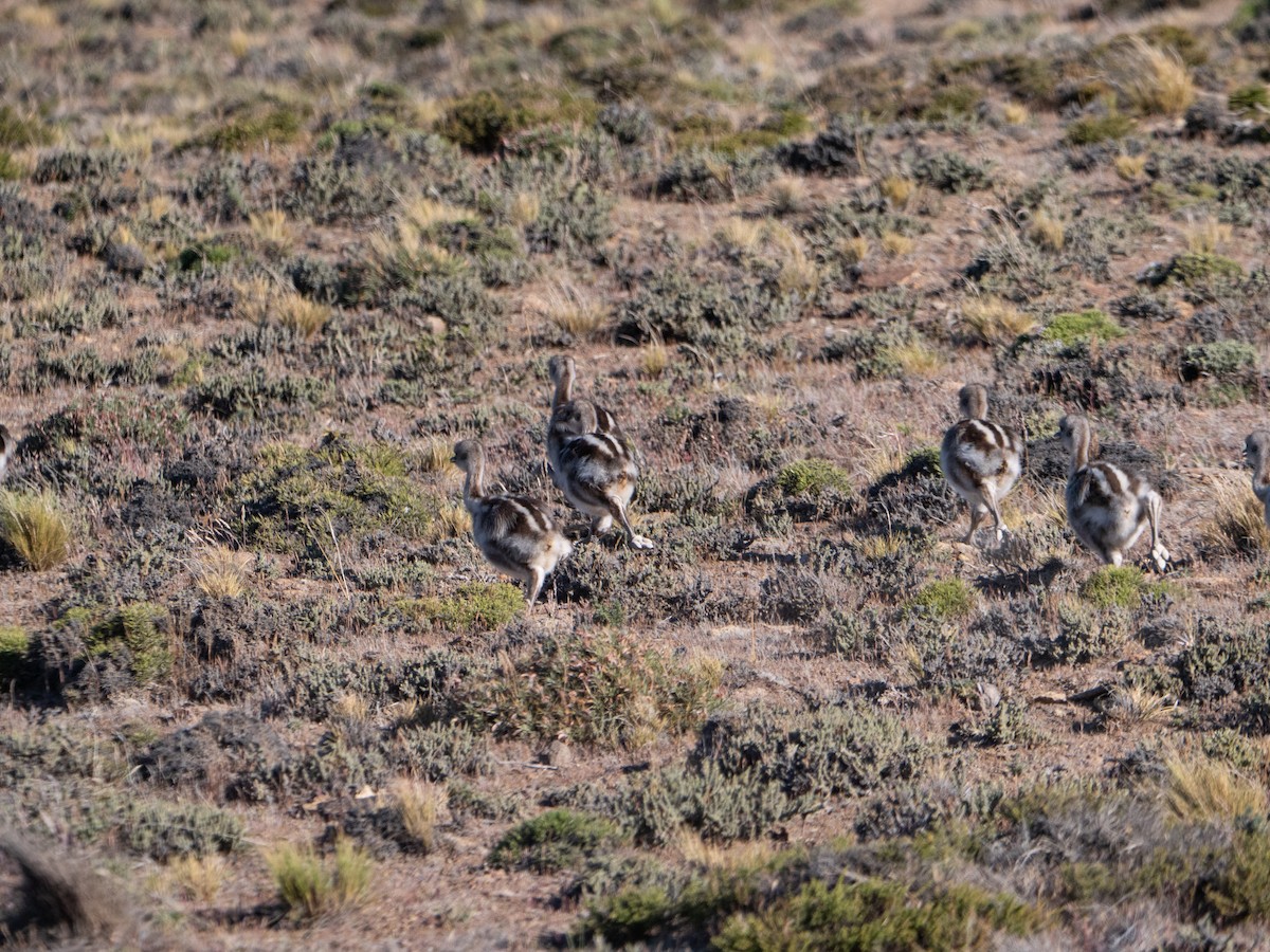 Lesser Rhea - ML645112724