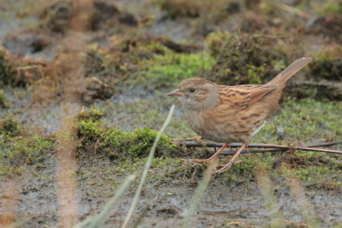 Accenteur mouchet - ML645112741