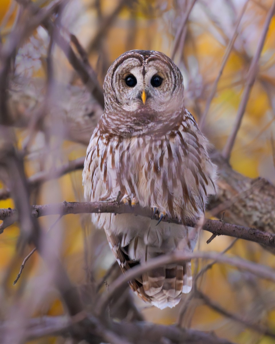 Сова неоарктична - ML645112748