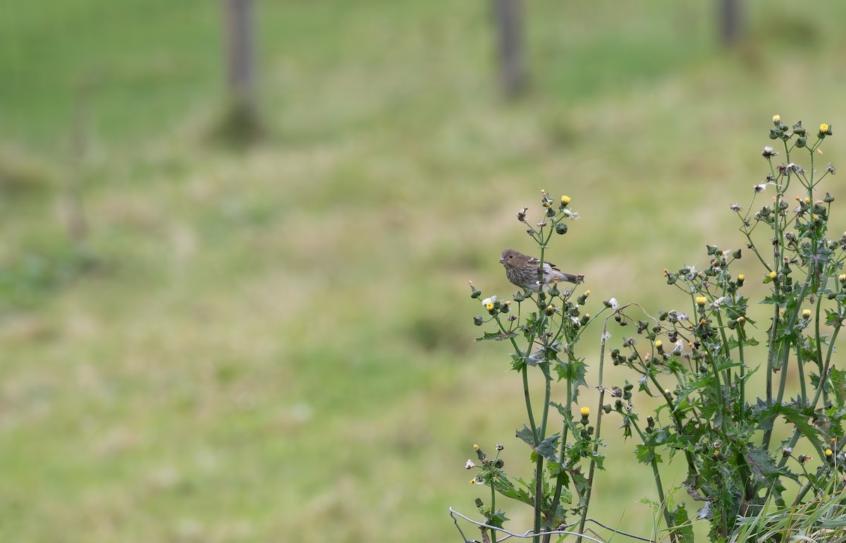 Common Rosefinch - ML645112749