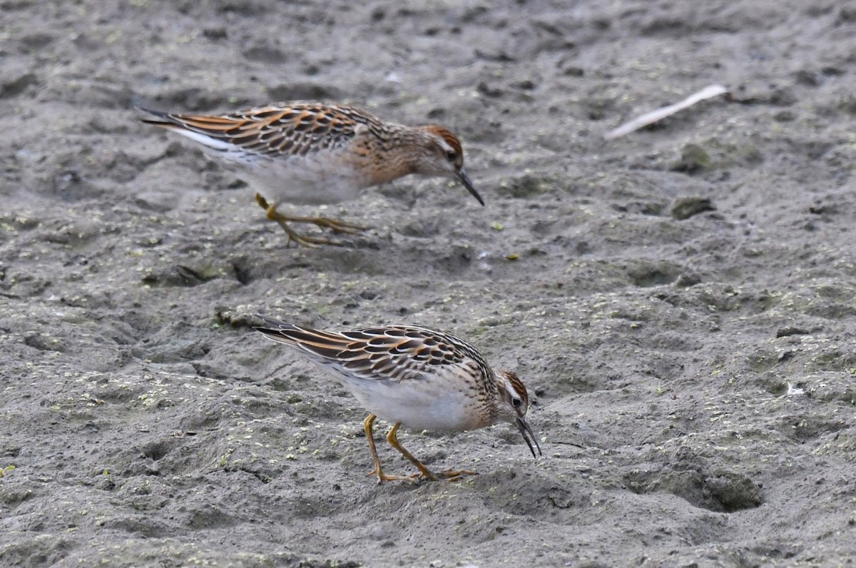 spisstjertsnipe - ML645112761