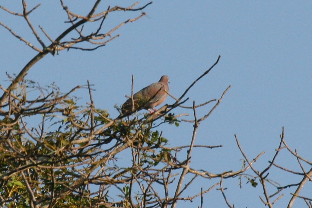 アンチルバト - ML645112765