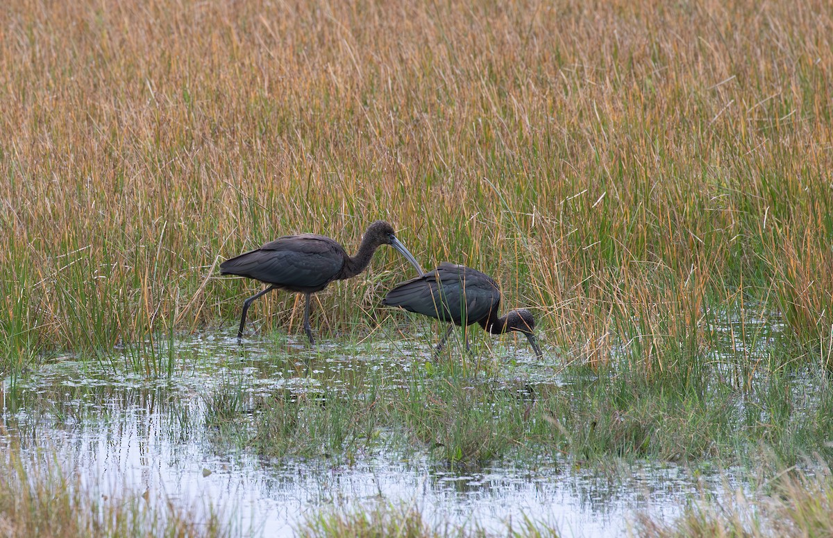 Glossy Ibis - ML645112766