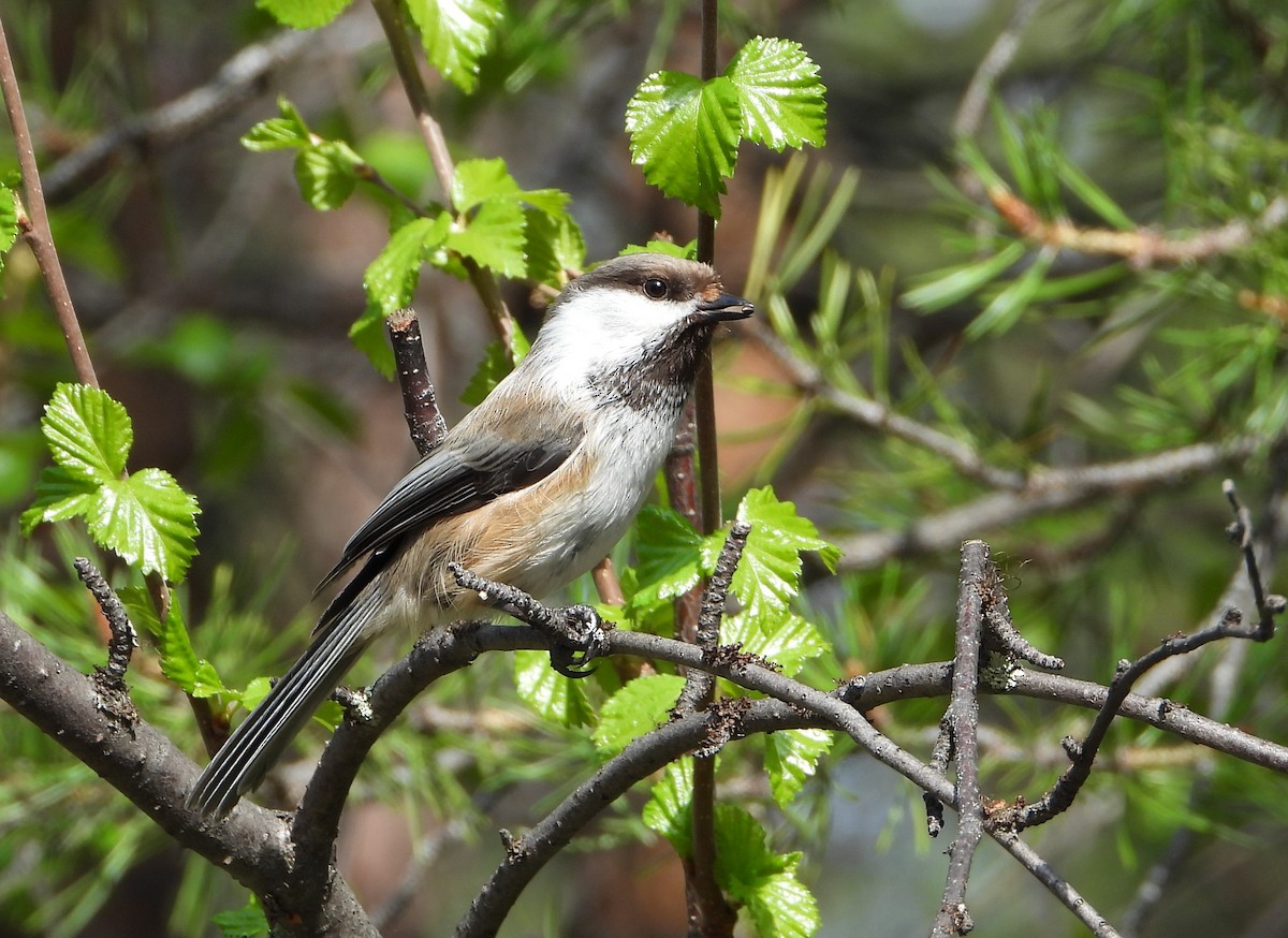 Gray-headed Chickadee - ML645112767