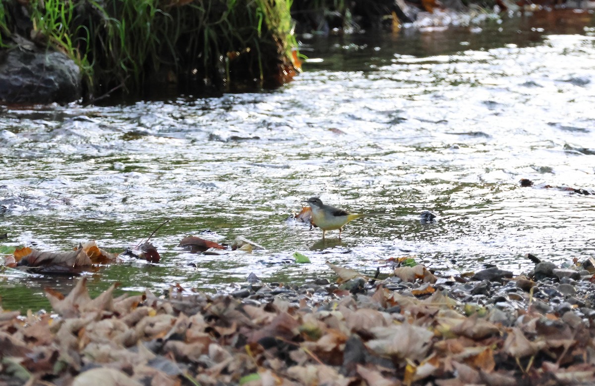 konipas horský - ML645112769