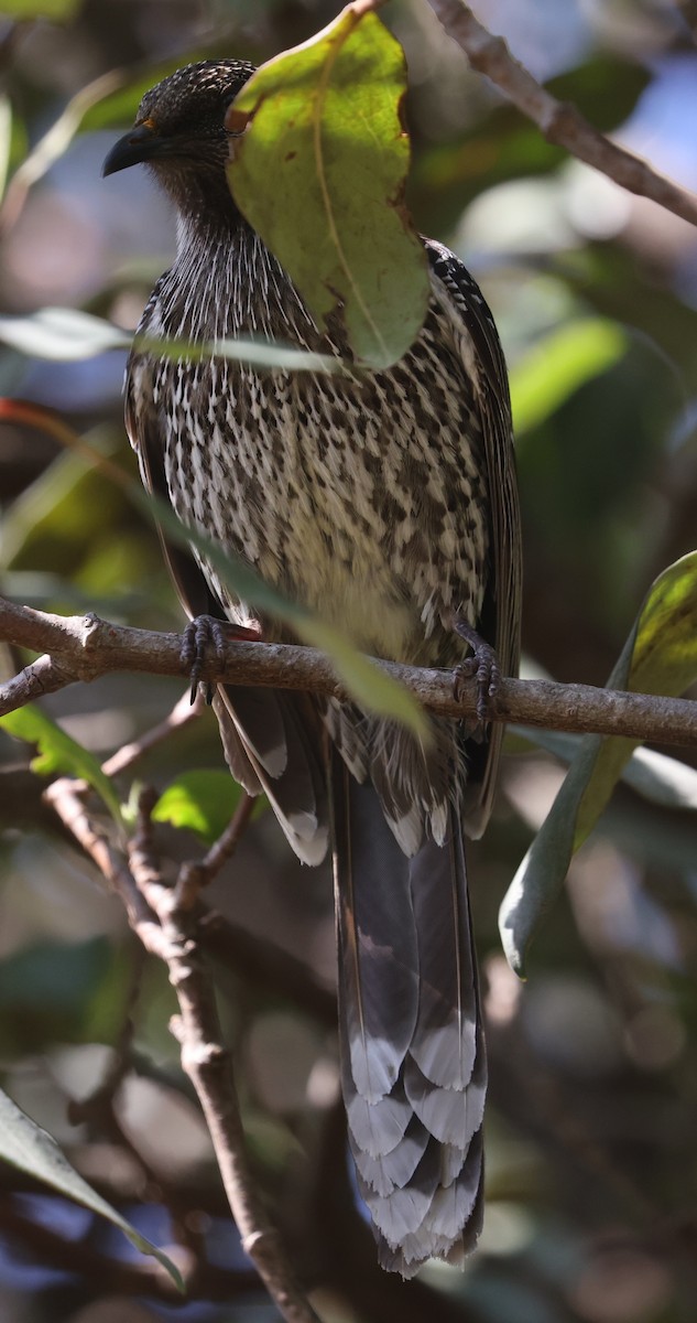 Zimtflügel-Honigfresser - ML645112777