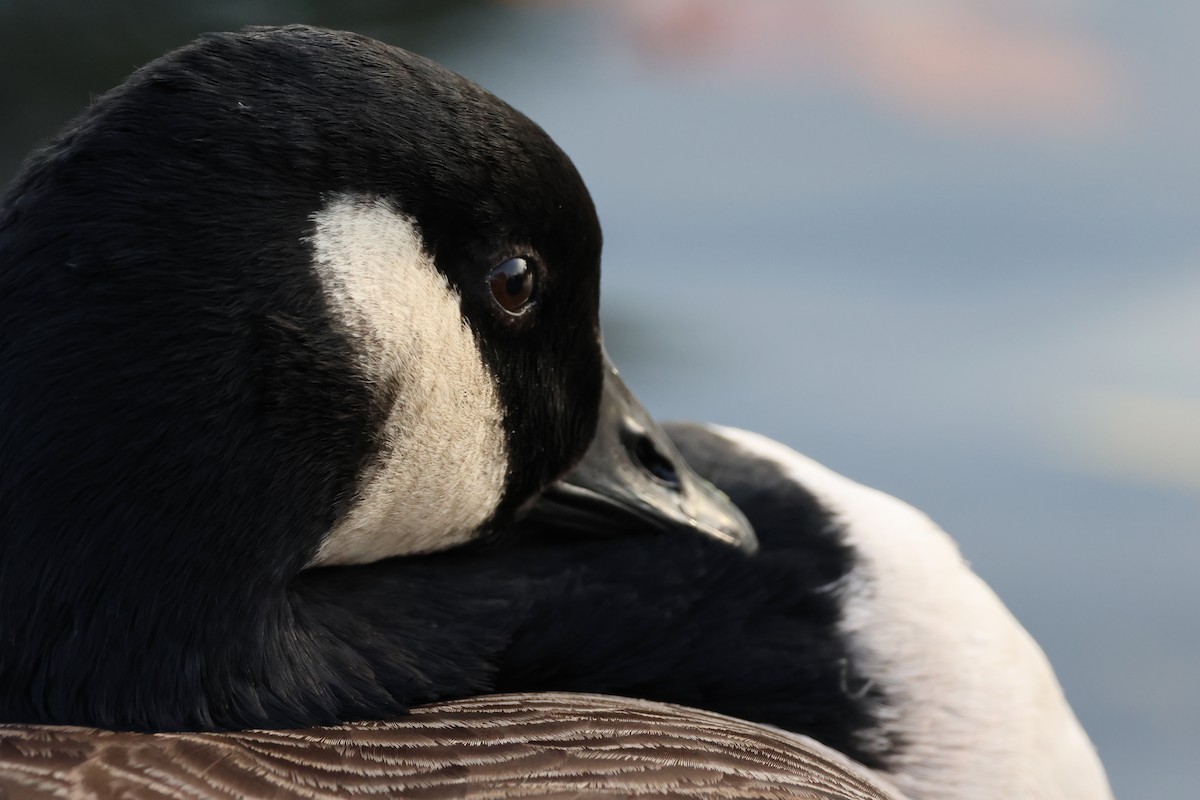 Kanadagans - ML645112782