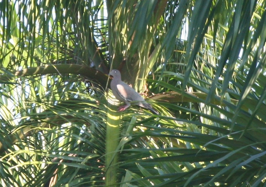 アンチルバト - ML645112786