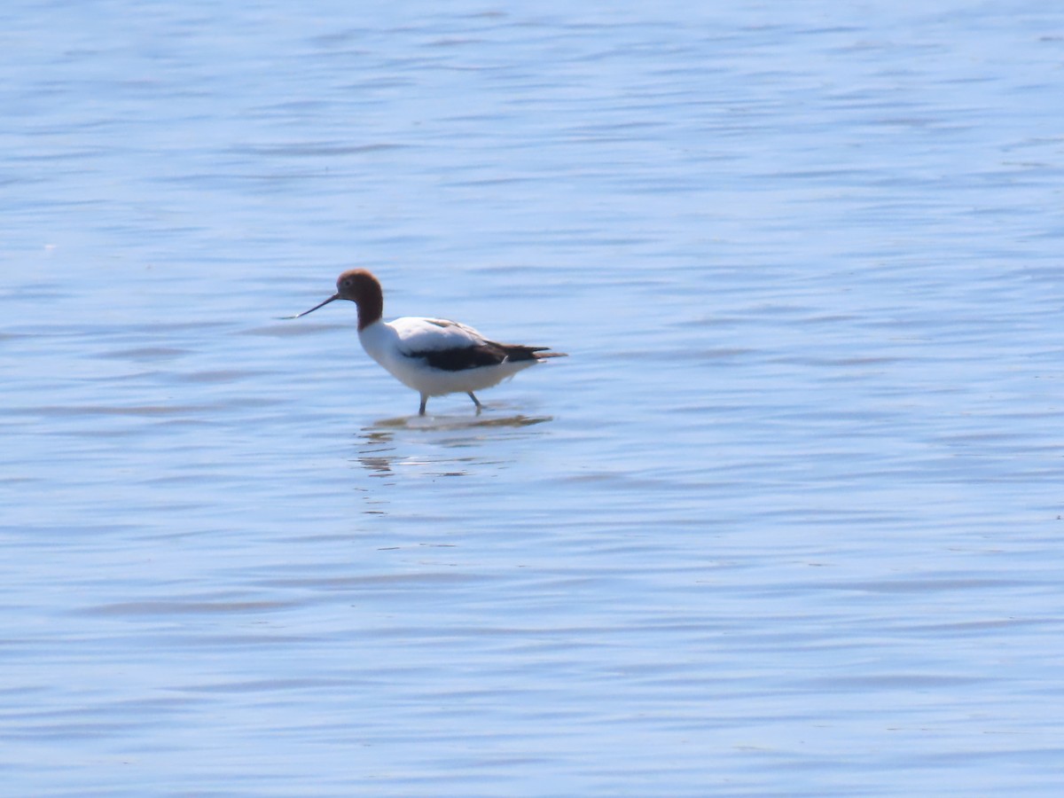 Rotkopf-Säbelschnäbler - ML645112790