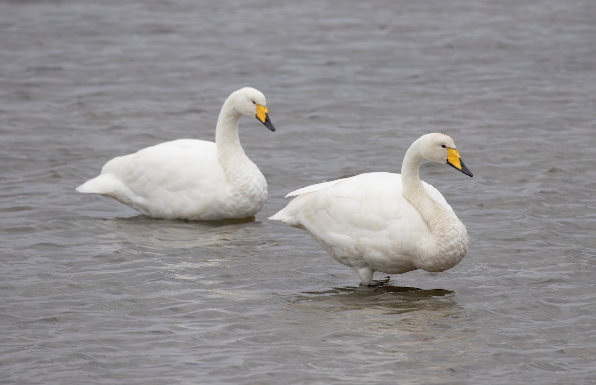 Singschwan - ML645112791