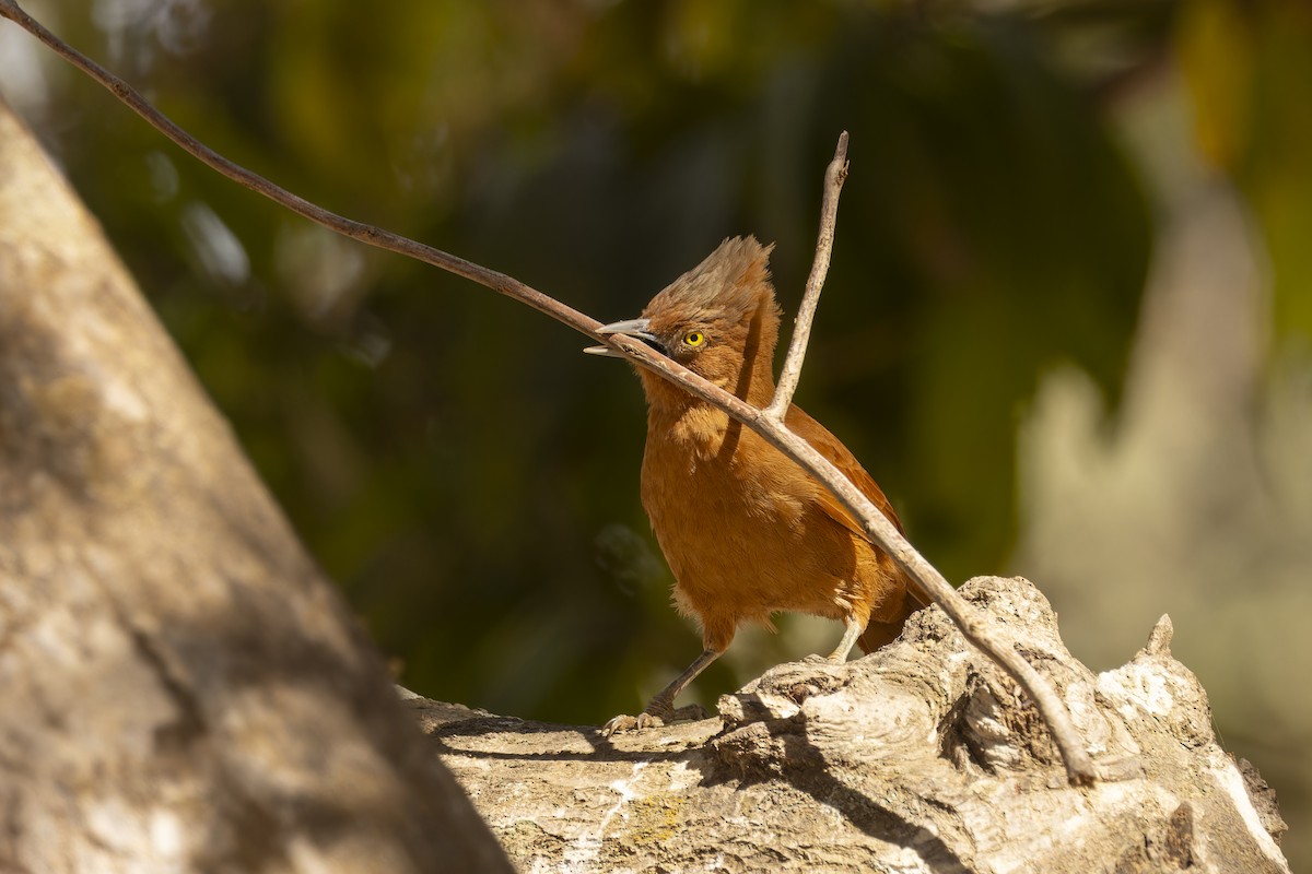 Grauschopf-Haubenläufeer - ML645112795