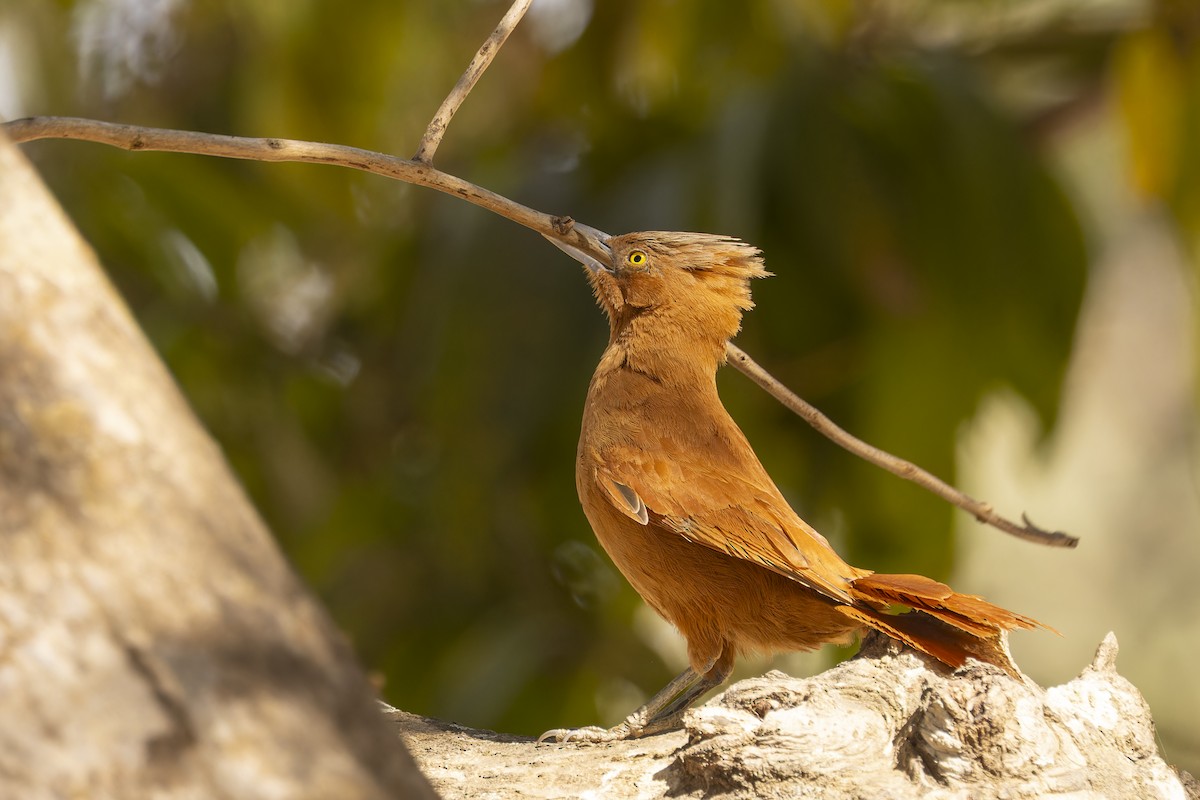 Grauschopf-Haubenläufeer - ML645112796