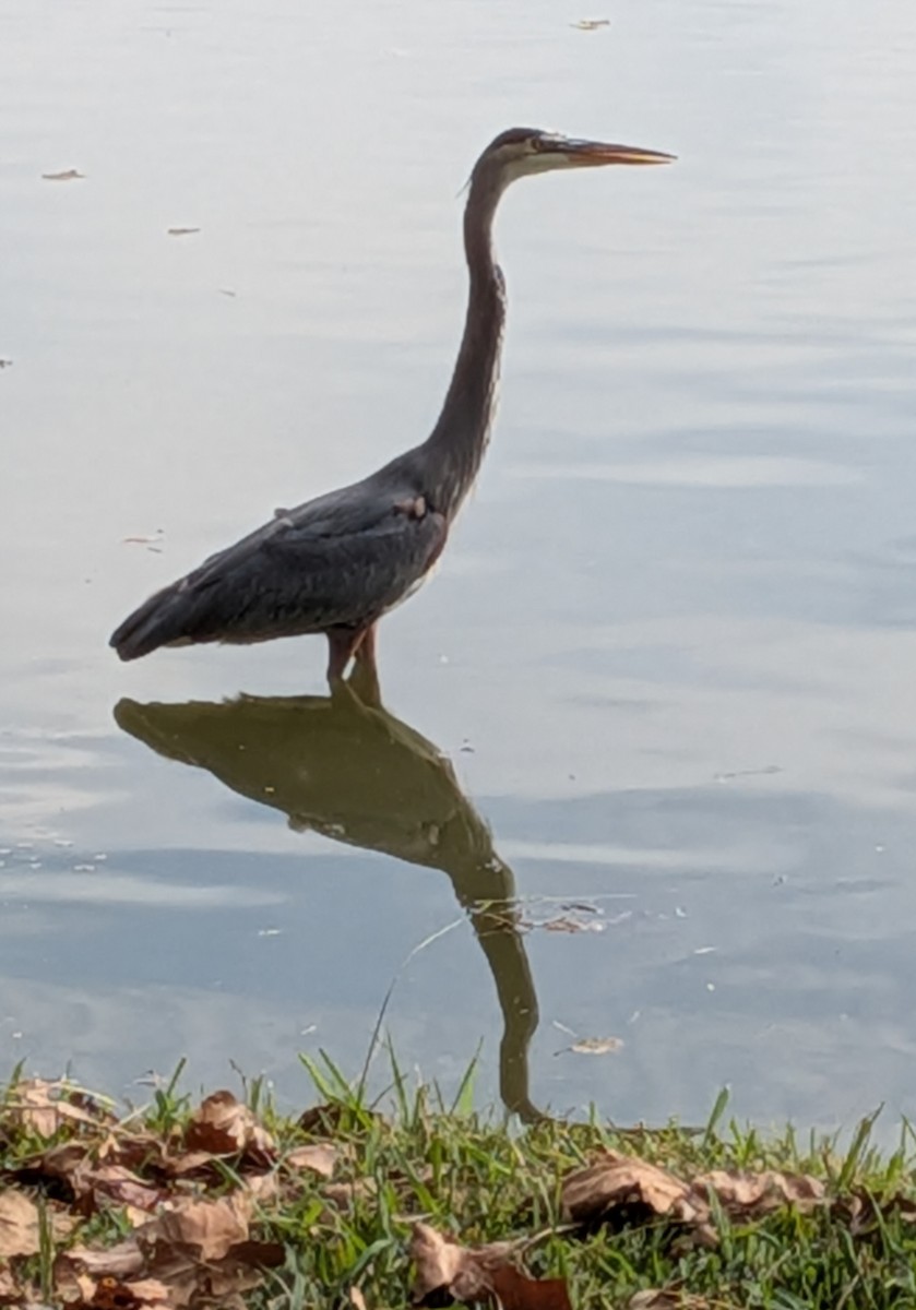 אנפה אמריקנית - ML645112805