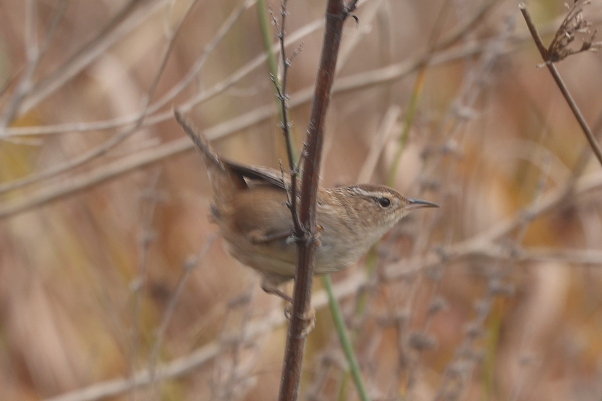 Sumpfzaunkönig - ML645112806