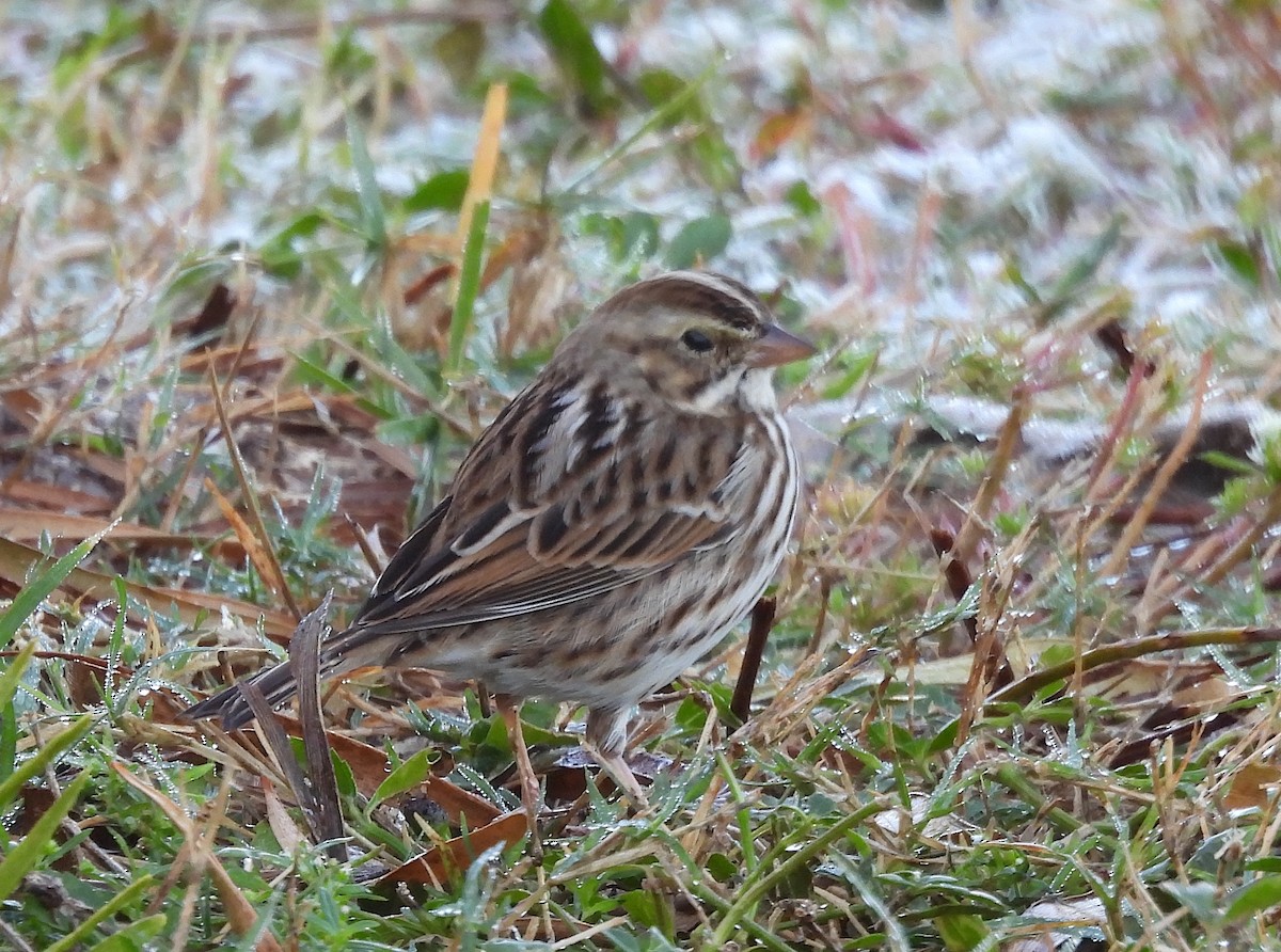 Grasammer - ML645112807