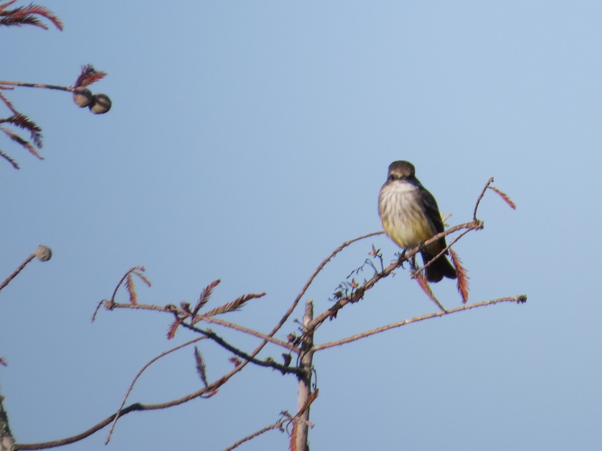 Rubintyrann - ML645112808