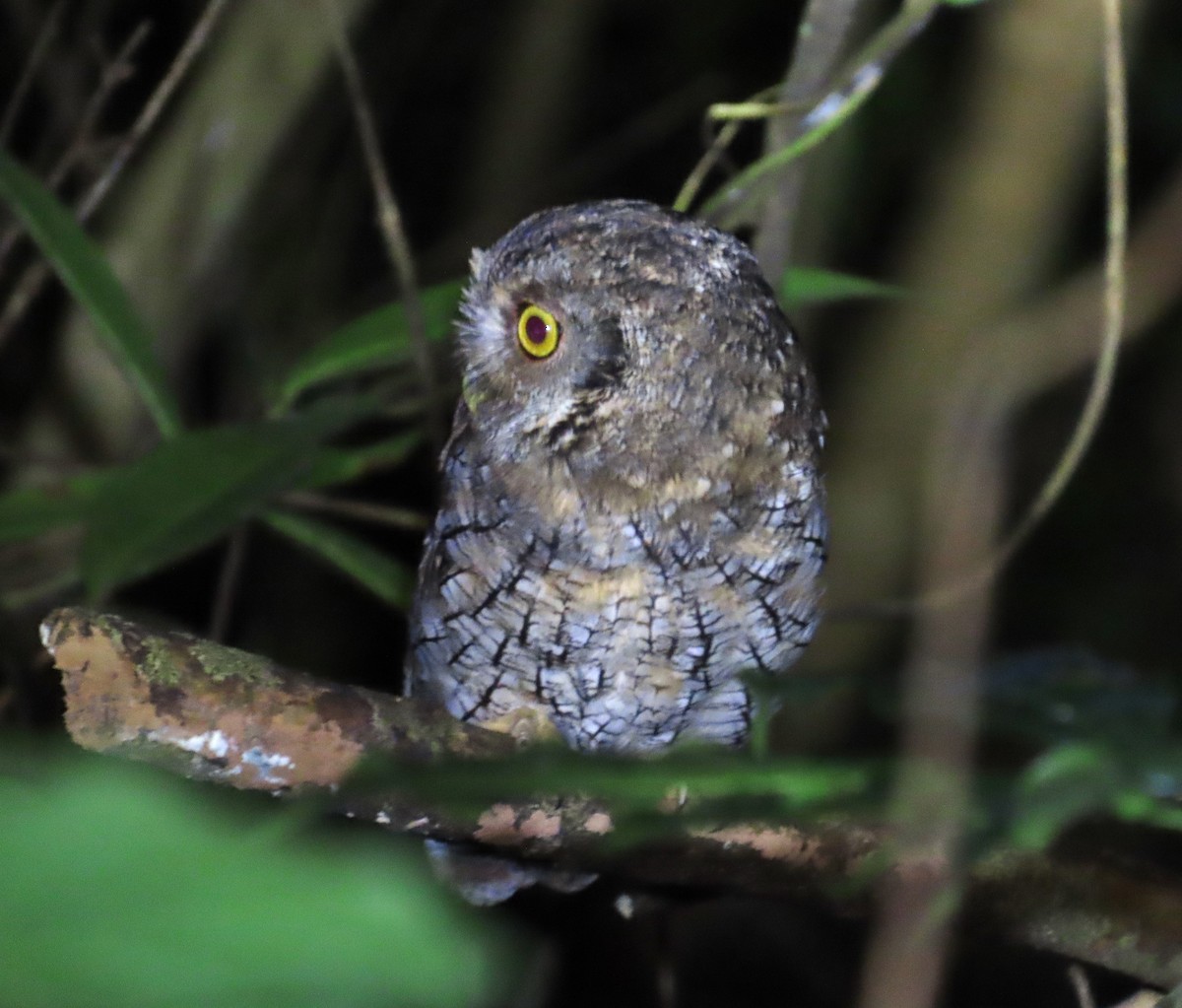 Tropenkreischeule - ML645112809