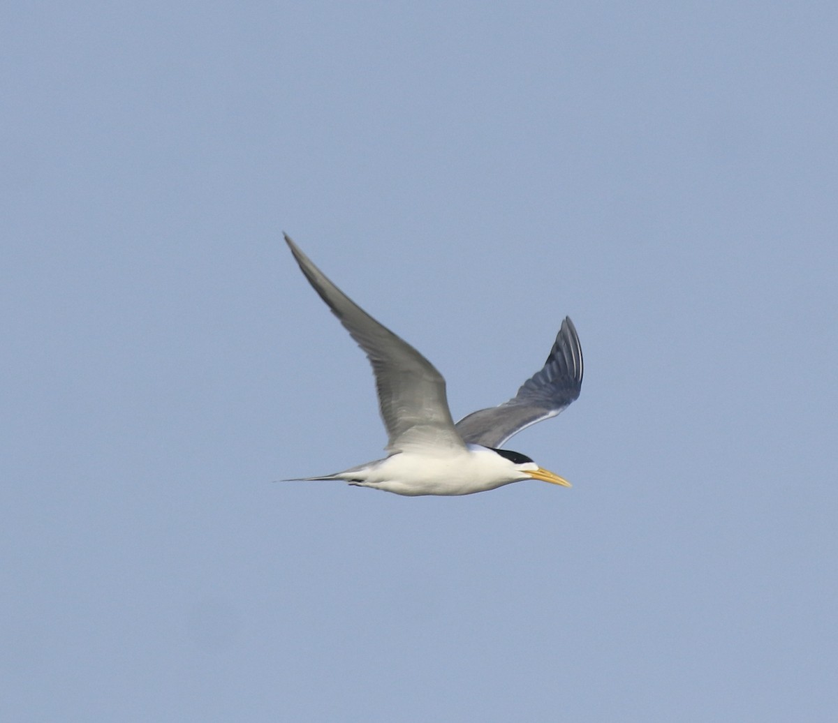 Eilseeschwalbe - ML645112811