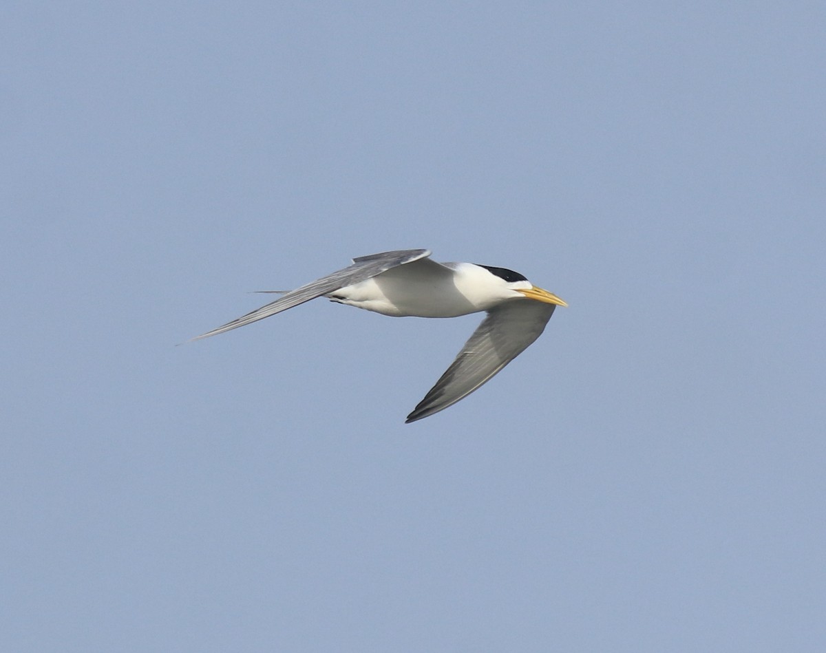 Eilseeschwalbe - ML645112812