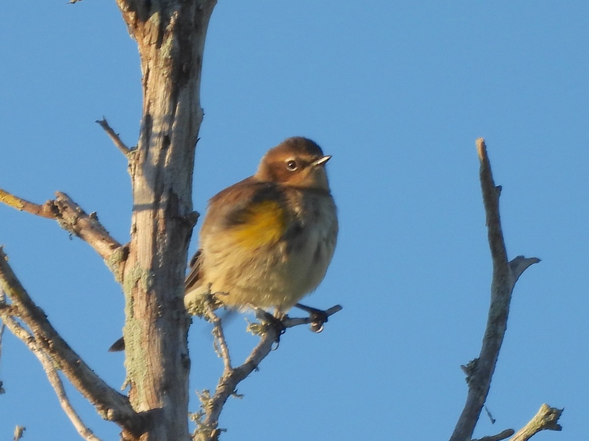 Kronenwaldsänger - ML645112813