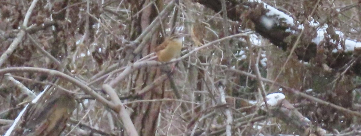 Carolinazaunkönig - ML645112814